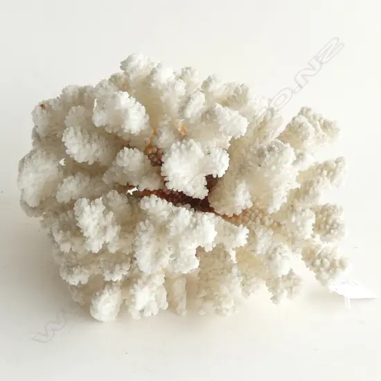 LGE WHITE CORAL W.260mm