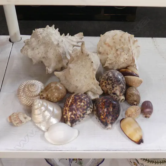 COLLECTION OF VINTAGE SEA SHELLS