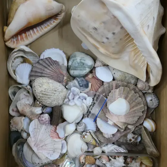 COLLECTION OF SEASHELLS