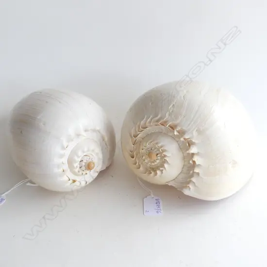 2 BAILER SHELLS W.250mm (chips to one)