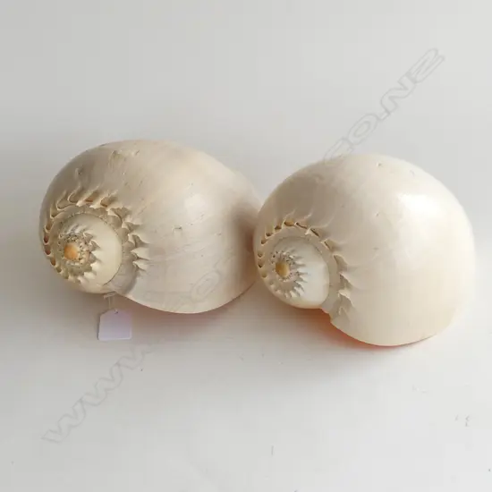 2 BAILER SHELLS W.240mm