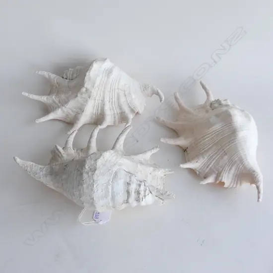 3 CONCH SHELLS W.250mm
