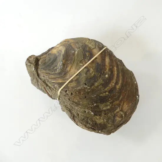 FOSSILIZED MOLLUSC – W.200mm
