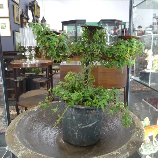 SMALL IVY TOPIARY CANDELABRA H.470mm