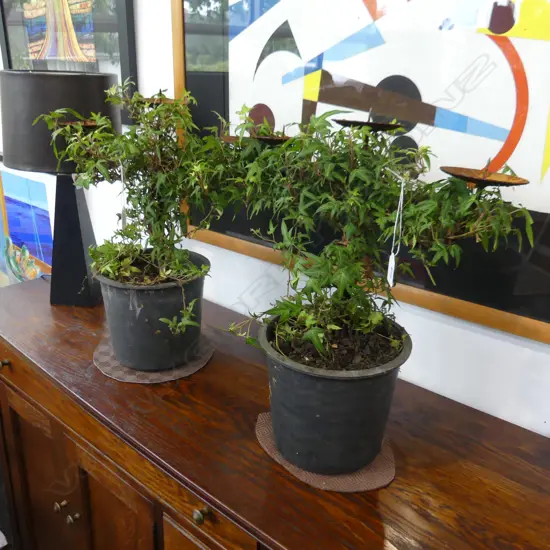PAIR SMALL IVY TOPIARY CANDELABRA H.470mm