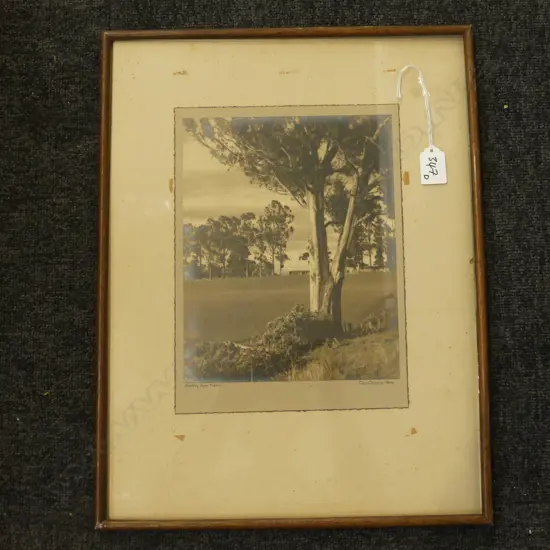 GEORGE CHANCE VINTAGE PHOTO 'STATELY GUM TREES' 280 x 210mm. Labelled verso