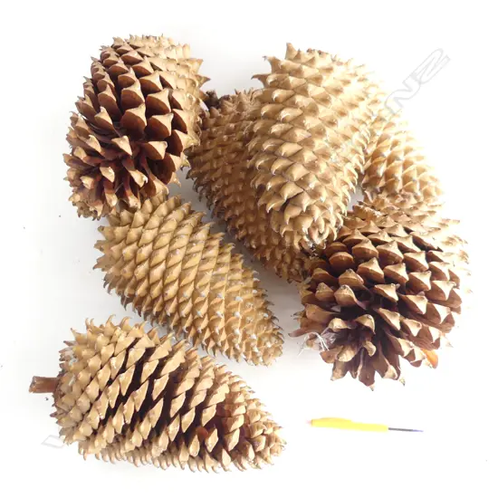 9 GIANT COULTER PINE CONES H.250mm