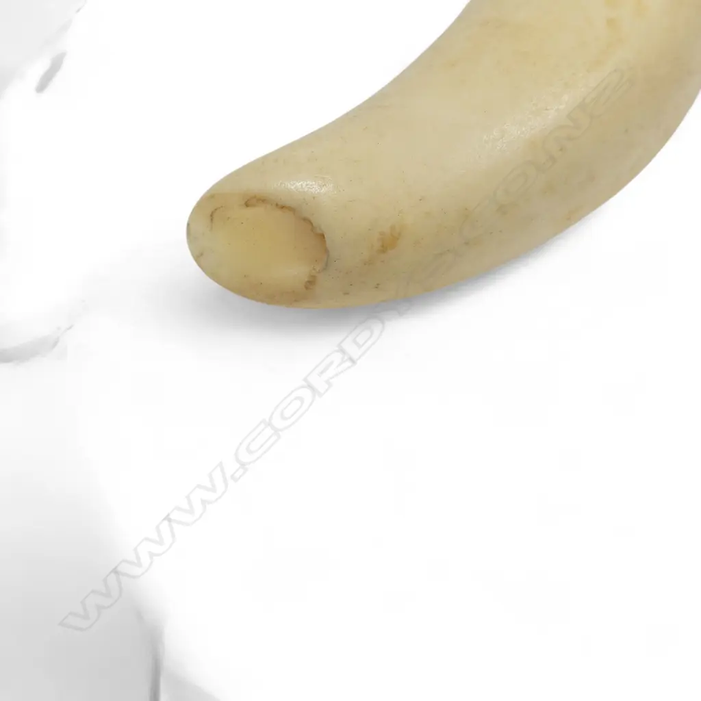 A sperm whale tooth Image 1++