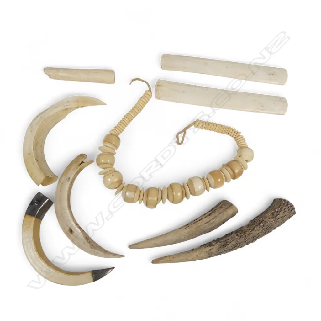 A selection of boar's tusks, antler tips, bone pieces and bone necklace Image 1++