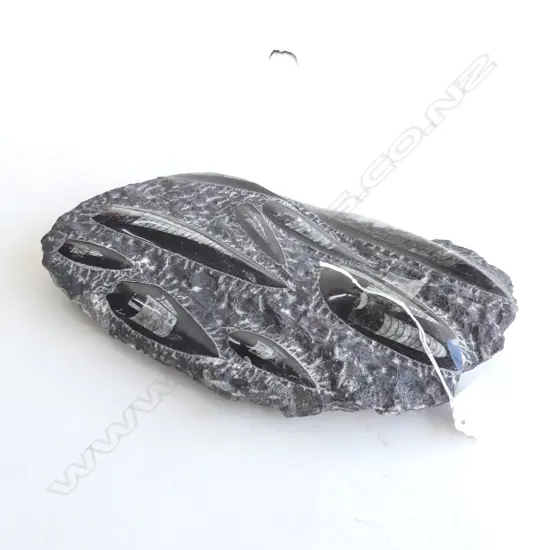 ORTHOCERA BLACK MARBLE FOSSIL 310x190mm