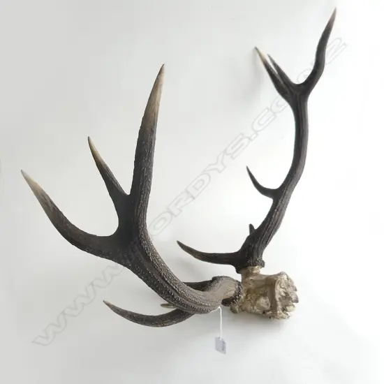 12 POINT DEER ANTLERS W 111O MM