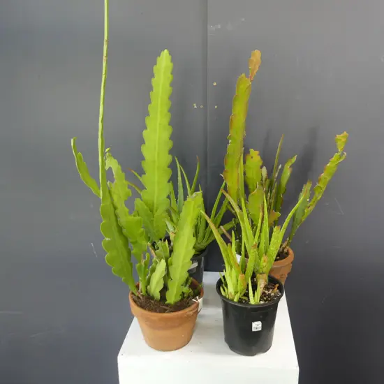 4 PLANTS; 2 EPIPHYLLUM CACTUS H. + 2 ALOE 