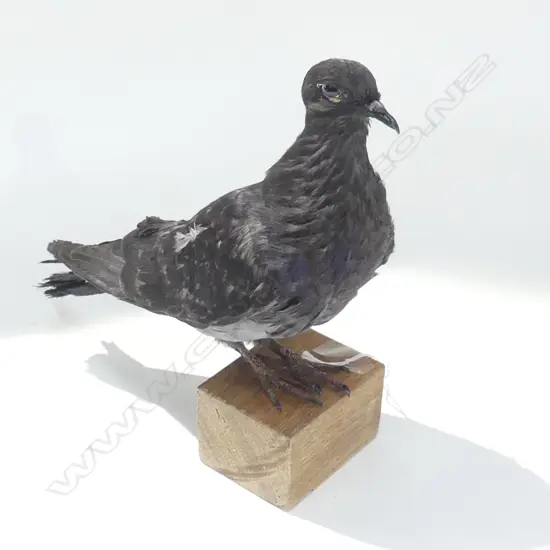 TAXIDERMIED PIGEON