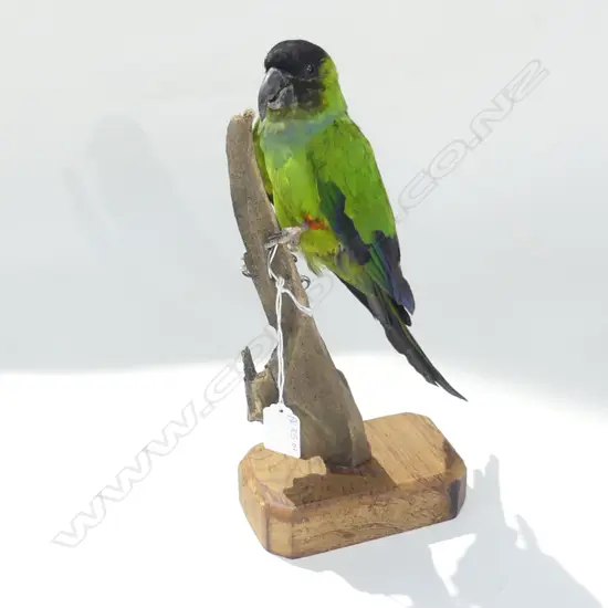 TAXIDERMIED GREEN PARROT (NANDAY CONURE)