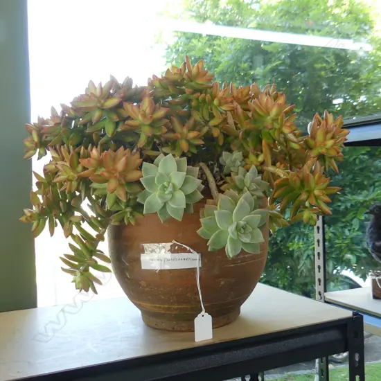 POTTED SUCCULENT 'SEDUM NUSSBAUMERIANUM' H.350mm