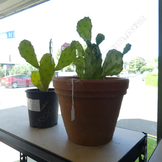 2 PADDLE CACTI H.400mm