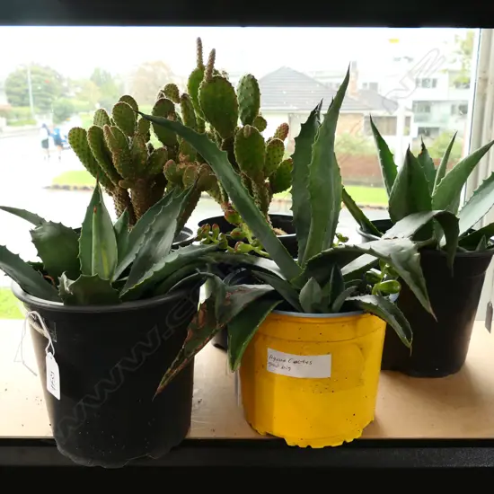 5 CACTI; 3 AGAVE + 2 'RABBIT EARS' H.380mm