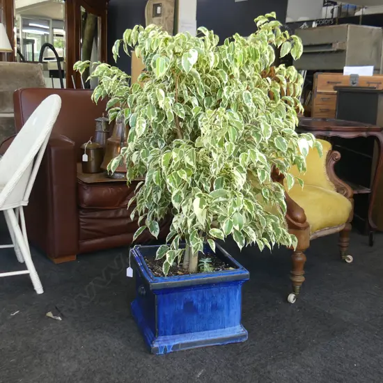 LARGE POTTED PLANT; WEEPING FICUS BENJAMINA H.1000mm