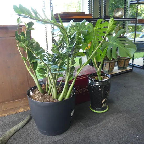 2 LARGE POTTED PLANTS, ZZ & MONSTERA  H.1000mm