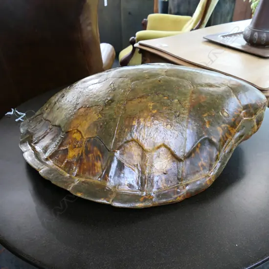 LGE TORTOISHELL 610x560mm