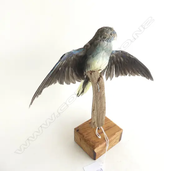 TAXIDERMY PARAKEET H.240mm