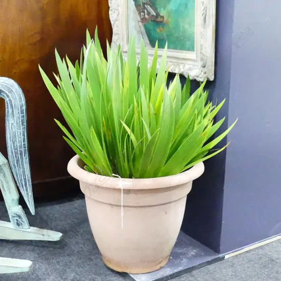 POTTED POOR KNIGHTS LILY H.700mm