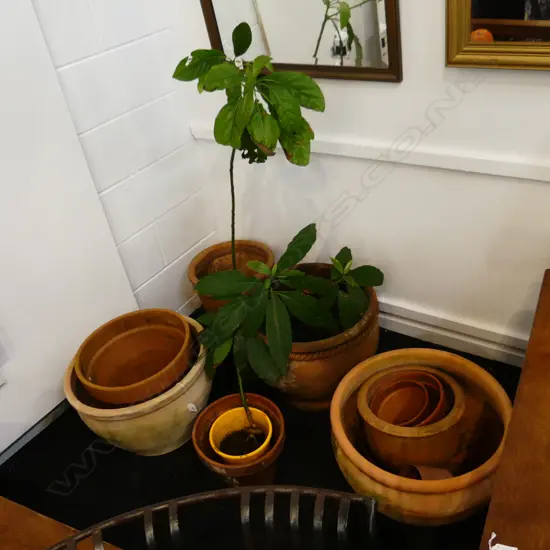 9 ASST. TERRACOTTA GARDEN POTS INCL. 2 AVOCADO TREES