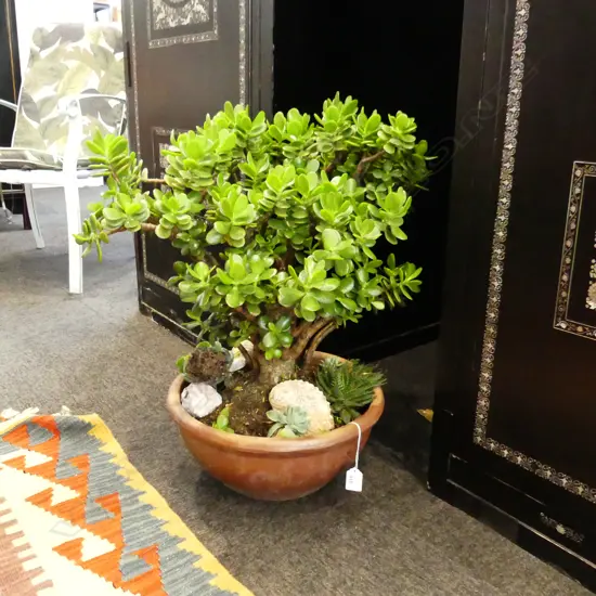 MONEY TREE / JADE PLANT H.650mm