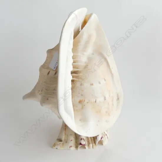 LGE CONCH SHELL H.290mm