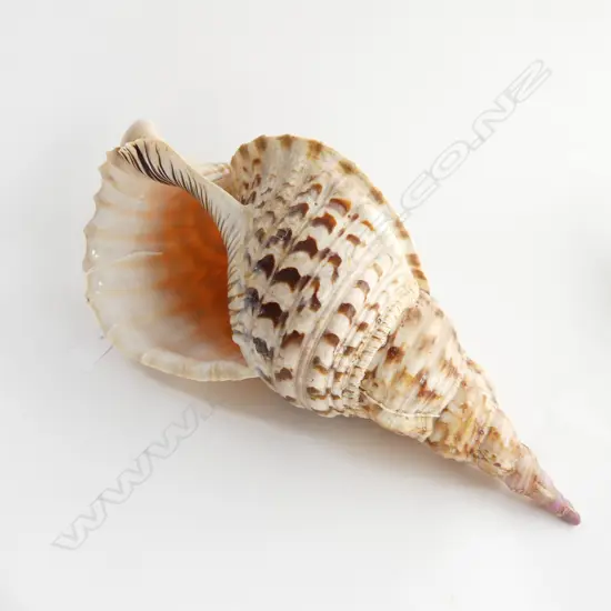 LGE CONCH SHELL L.410mm