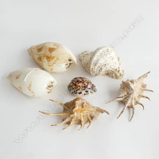 6 ASST. SHELLS L.200mm