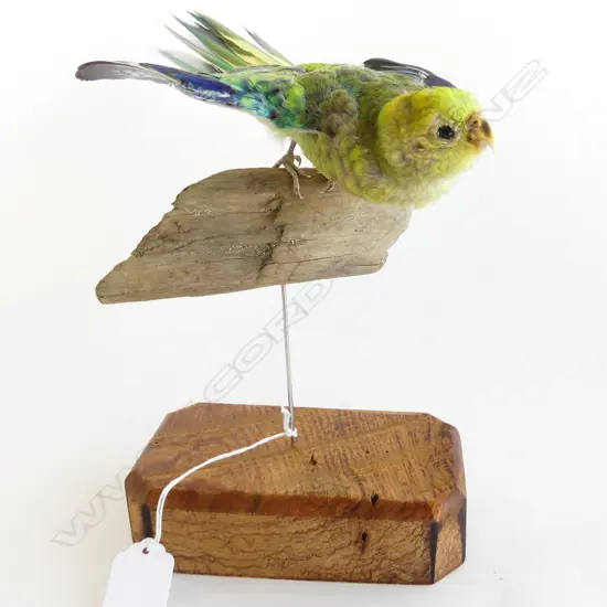 TAXIDERMY BOURKES PARROT H.200mm