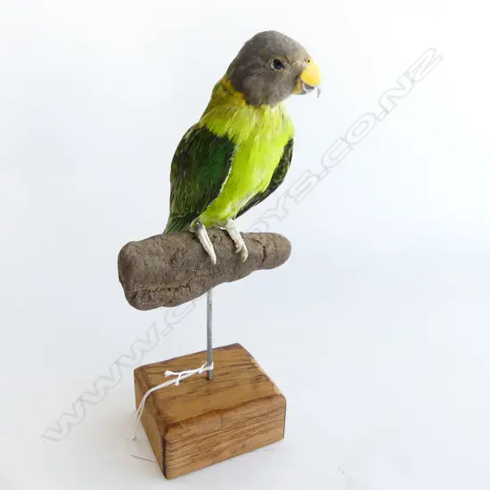 TAXIDERMY PLUM HEADED PARAKEET H.245mm