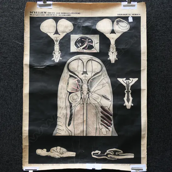 VINTAGE BRAIN & NERVOUS SYSTEM DIAGRAMATIC POSTER, ON CANVAS, 1130x 780mm