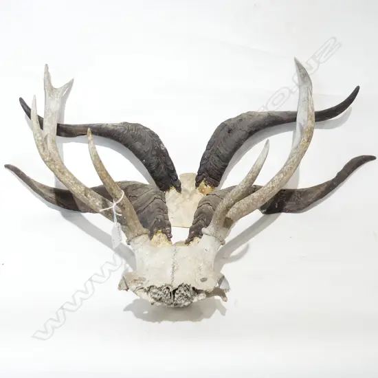 3 ANIMAL HORNS; PR MOUNTAIN GOATS + 6 POINTER STAG H.600mm