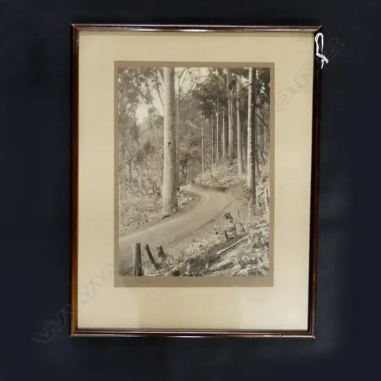 UNA GARLICK VINTAGE NZ PHOTO KAURI FORREST TRACK 245 x 175mm
