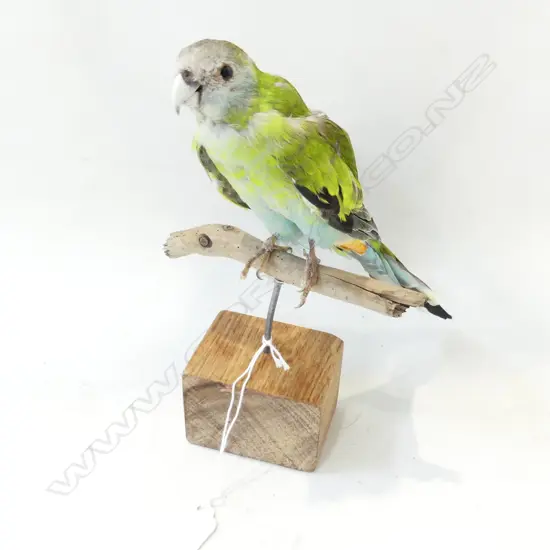 TAXIDERMY GREEN PARROT ON STAND H.200mm