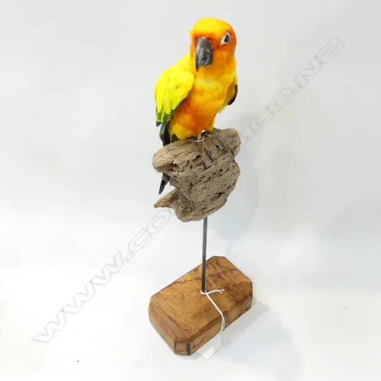 TAXIDERMY SUN CONURE PARROT ON STAND H.410mm