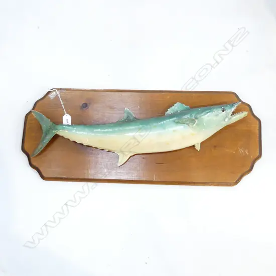 TAXIDERMY MOUNTED FISH ON BOARD 730x290mm