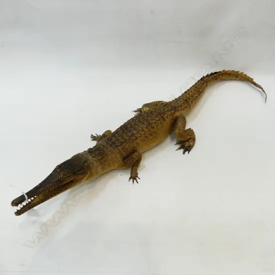 TAXIDERMY CROCODILE L. 760MM