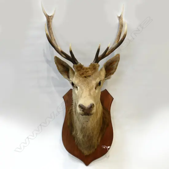 LG TAXIDERMY STAGS HEAD - APPROX H. 1120MM