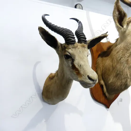 TAXIDERMY HORNED ANIMAL HEAD