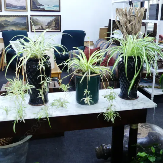 3 CHLOROPHYTAN COMOSUM SPIDER PLANTS, 2 IN CHINESE POTS +1 OTHER (APPROX H.500, 500 & 470MM) 