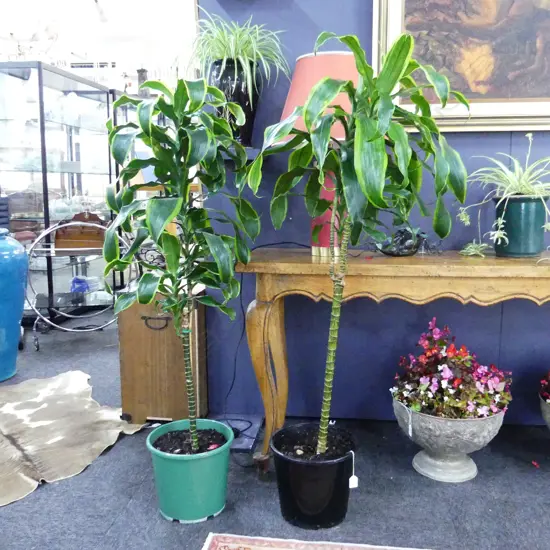 2 TALL DRACENA FRANGRANS PLANTS, APPROX H. 1400MM