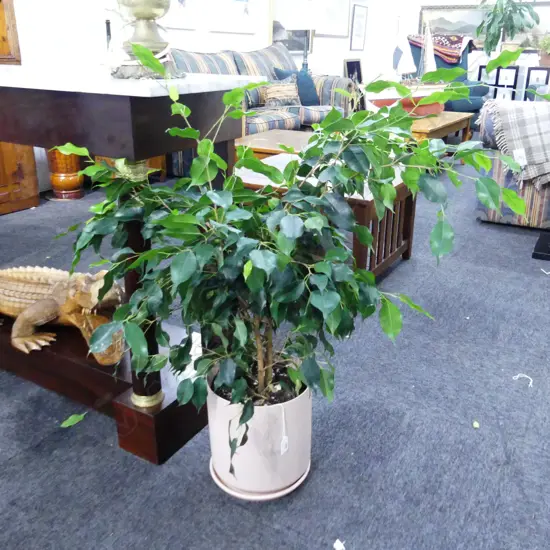 LG FICUS BENJAMINA PLANT IN PINK POT  APPROX H. 900MM