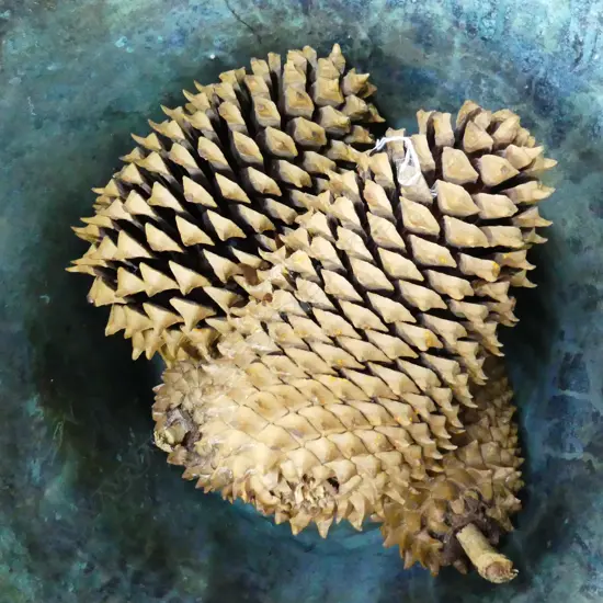 5 LG COULTER PINE CONES L.300mm
