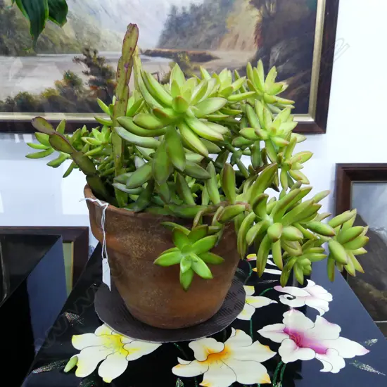 SEDUM ADOLPHII GOLDEN GLOW SUCCELENT IN TERRACOTTA POT, APPROX H. 330MM