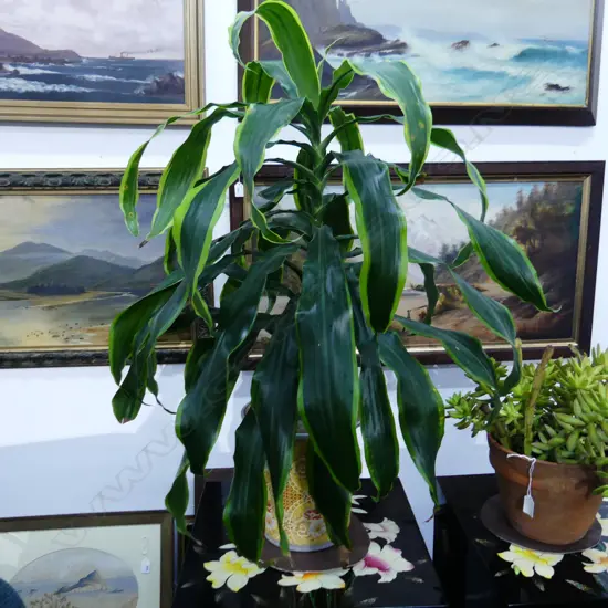 DRACENA FRAGRANS PLANT IN CERAMIC POT, APPROX H. 850MM