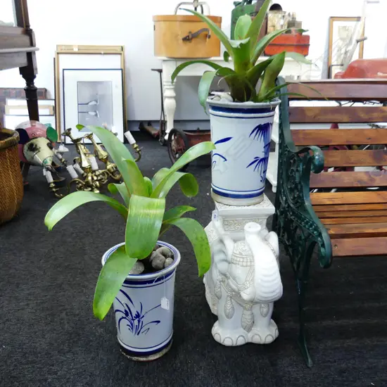 2 BROMELIAD  ALCANTAREA IMPERIALIS PLANTS IN ORIENTAL POTS) APPROX H.760MM)