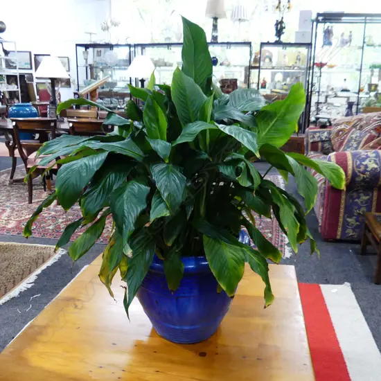 LG PEACE LILY  PLANT IN BLUE CERAMIC POT APPROX H. 900MM